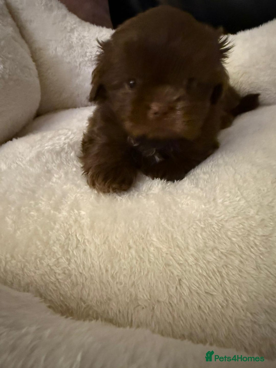 Shih Tzu dogs for sale: Stunning imperial Shih Tzu pups ready now - Image 11