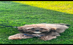 Shihpoo dogs for stud: FOR STUD IMPERIAL SHIHPOO TEDDY DOG  - Image 6