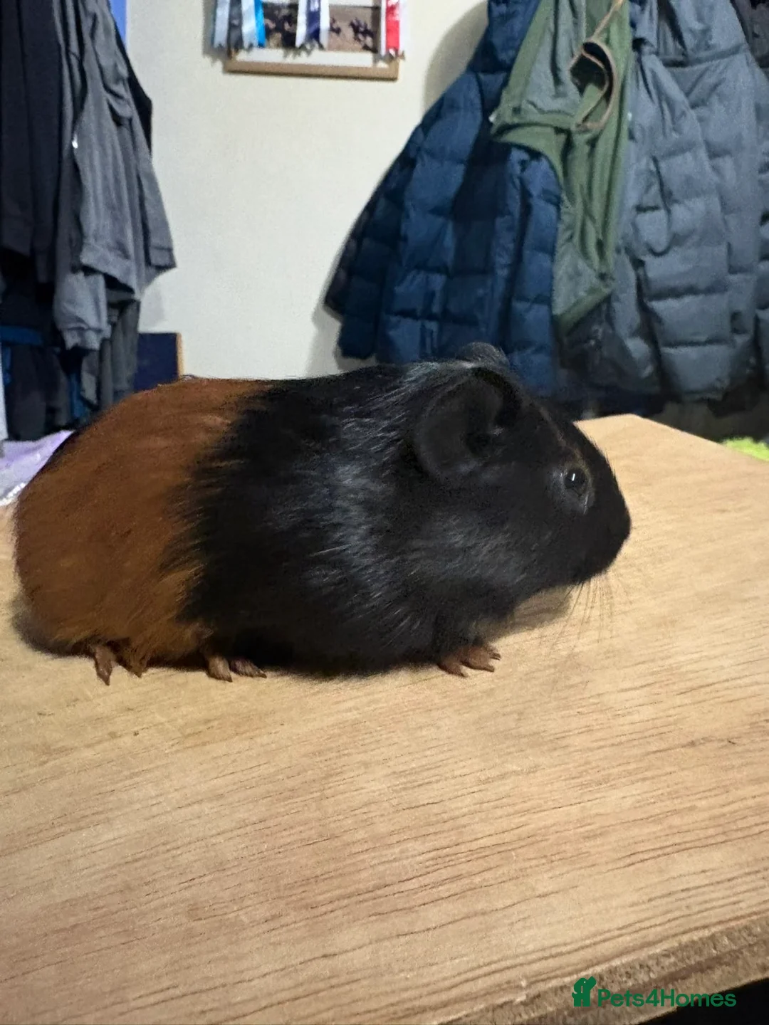 Guinea Pig rodents for sale: Boy baby guinea pigs for sale  - Advert 6