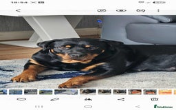 Mixed Breed dogs for sale: Rottweiler x American Staffy Puppies - Image 6
