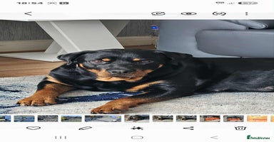 Mixed Breed dogs - Advert 9