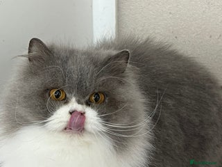 British Longhair cats Beautiful Blue and White British Longhair - Advert 5