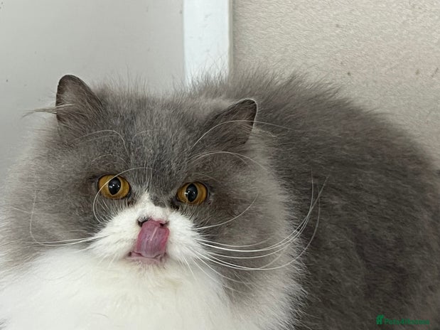 British Longhair cats Beautiful Blue and White British Longhair - Advert 8