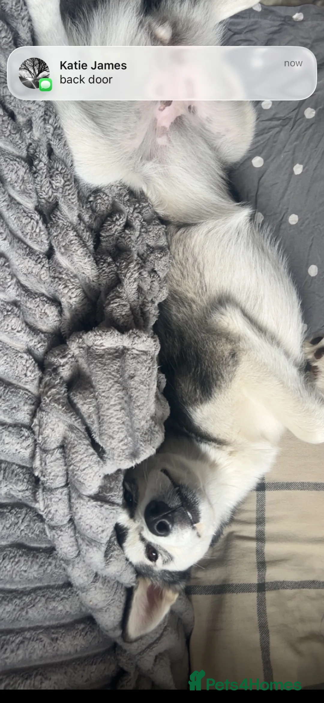 Alaskan Malamute dogs for sale: 🐾 SUKI NEEDS A NEW FOREVER HOME 🐺❤️ - Advert 2