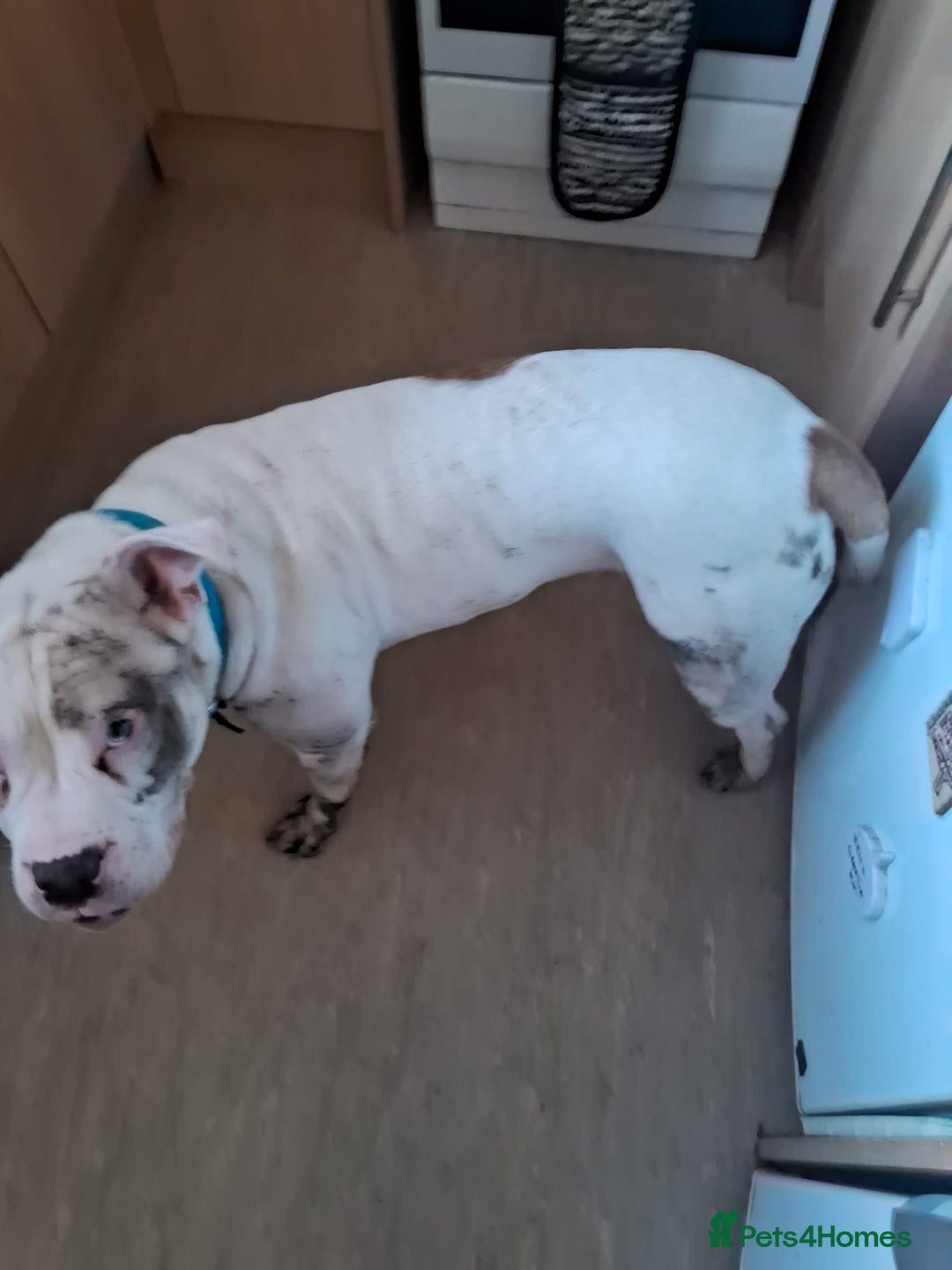 Mixed Breed dogs for sale: American staff - Advert 5