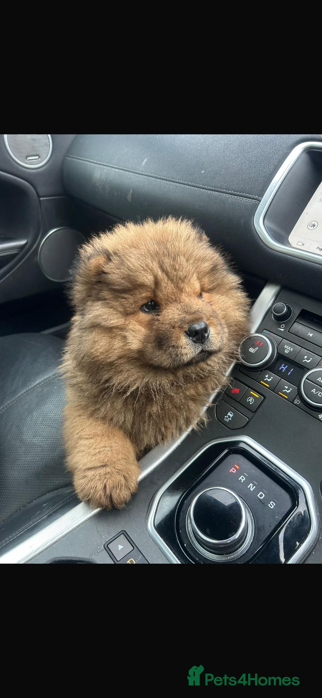 Chow Chow dogs for sale: 2 males 1 female ready from 1st Feb  - Advert 1