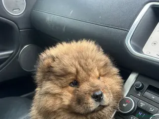 Chow Chow dogs 2 males 1 female ready from 1st Feb - Advert 12