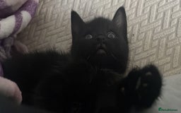 British Shorthair cats for sale: Kittens ready to go - Image 3