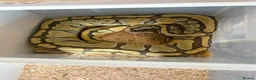 Python Snake reptiles for sale: Royal pythons  - Advert 30