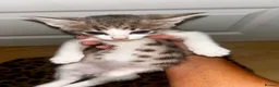 Domestic Shorthair cats for sale: 4 gorgeous male kittens 8weeks - Advert 7