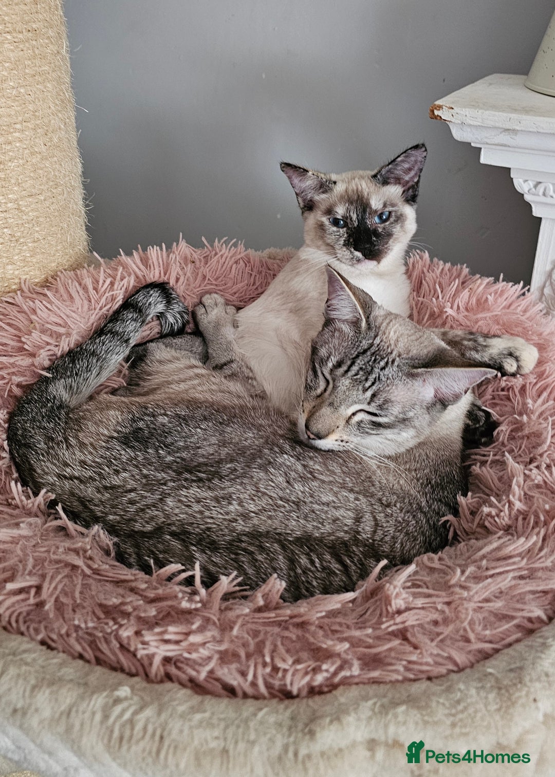 Siamese cats for sale: Siamese X Sphynx kittens - Advert 31