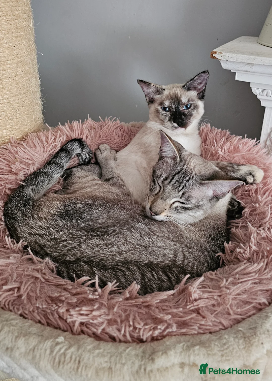 Siamese cats for sale: Siamese X Sphynx kittens - Advert 31