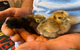 Chickens poultry for sale: Silkie Chicks for sale - Image 2