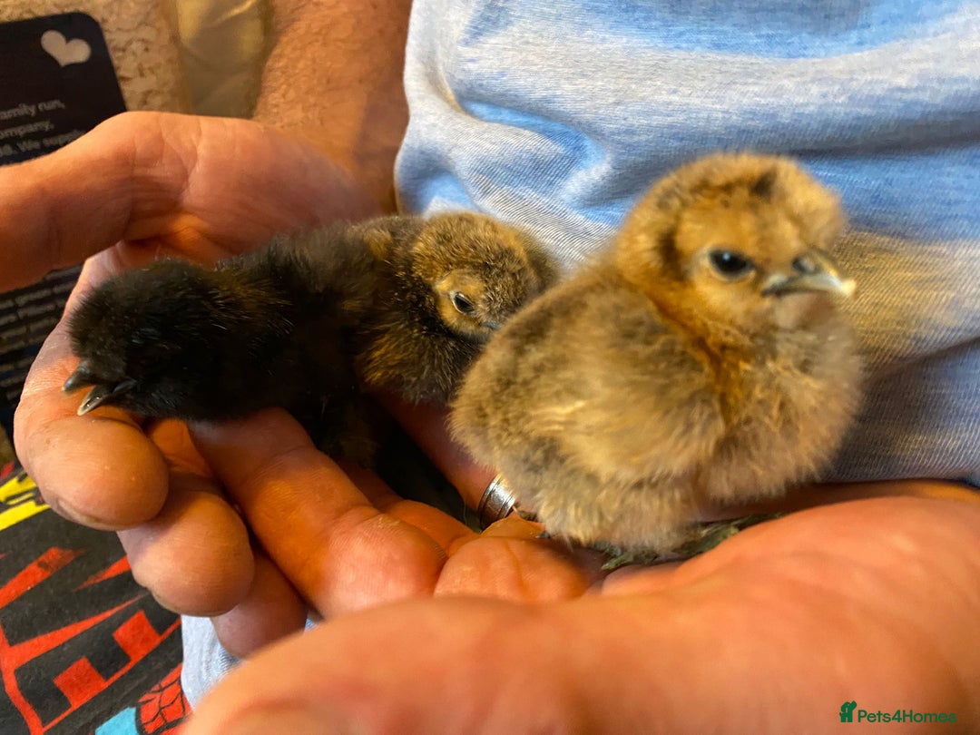 Chickens poultry for sale: Silkie Chicks for sale - Image 2