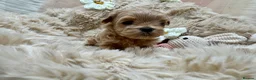Maltipoo dogs for sale: Unique Asian Maltipoo puppies.DNA tested parents. - Advert 22