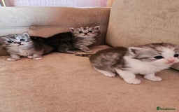 Mixed Breed cats for sale: Persian Chinchilla Cross Kittens - Image 6