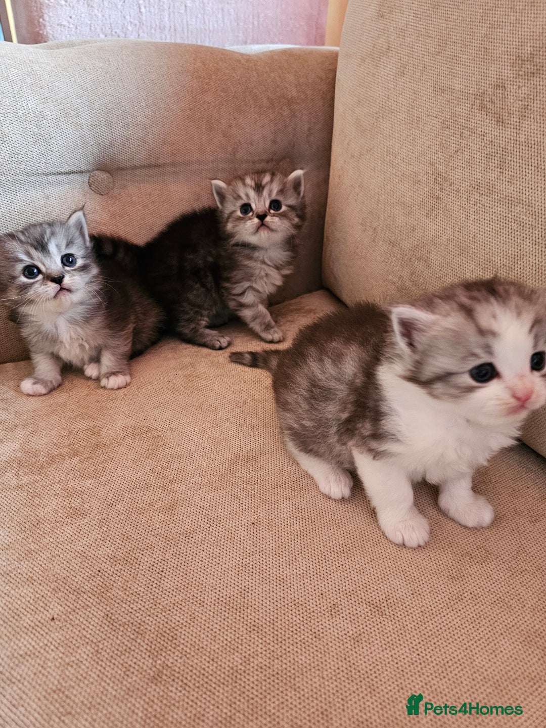 Mixed Breed cats for sale: Persian Chinchilla Cross Kittens - Image 6