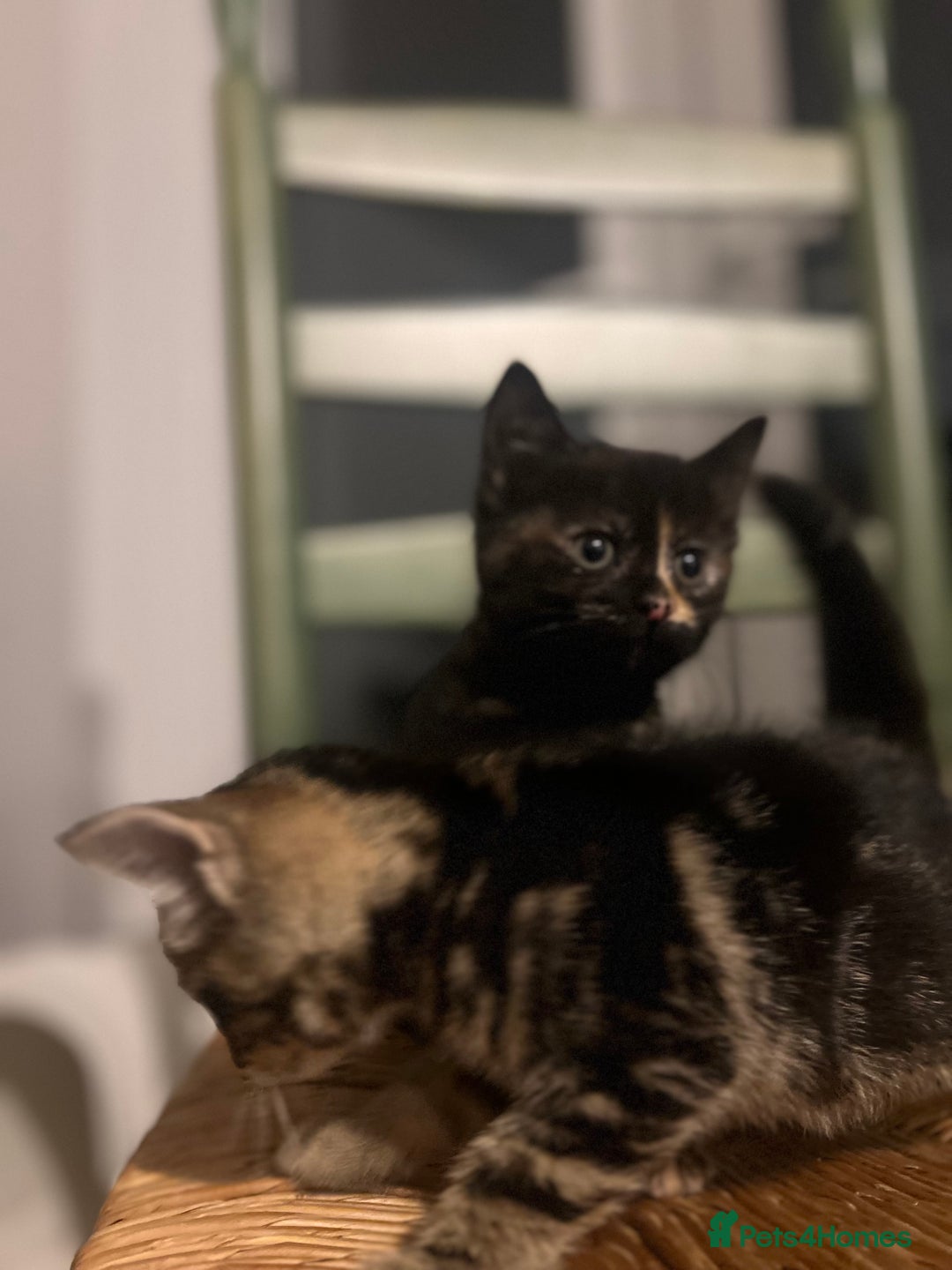 Mixed Breed cats for sale: Bengal Mix- Ready! 4/6 left  - Image 15