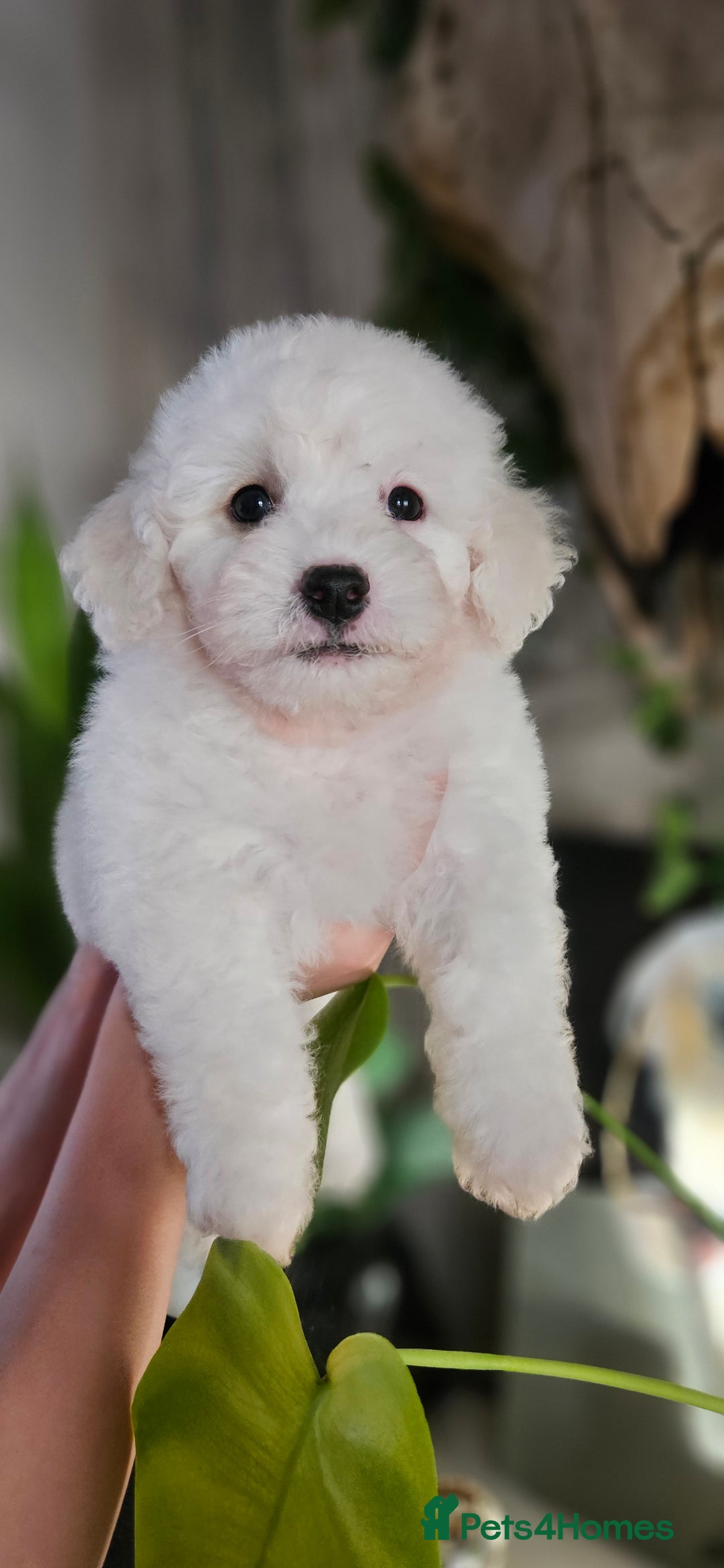 Bichon Frise dogs for sale: Pure Bred Bichon Frise Puppies  - Advert 7