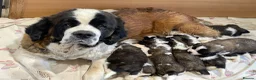 Saint Bernard dogs for sale: KC Registered Saint Bernard Puppies - Advert 1