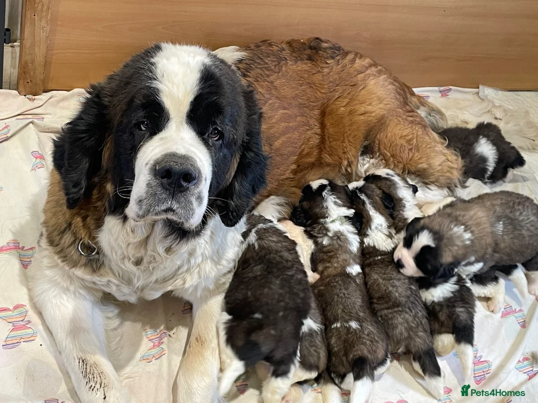 Saint Bernard dogs for sale: KC Registered Saint Bernard Puppies - Advert 1