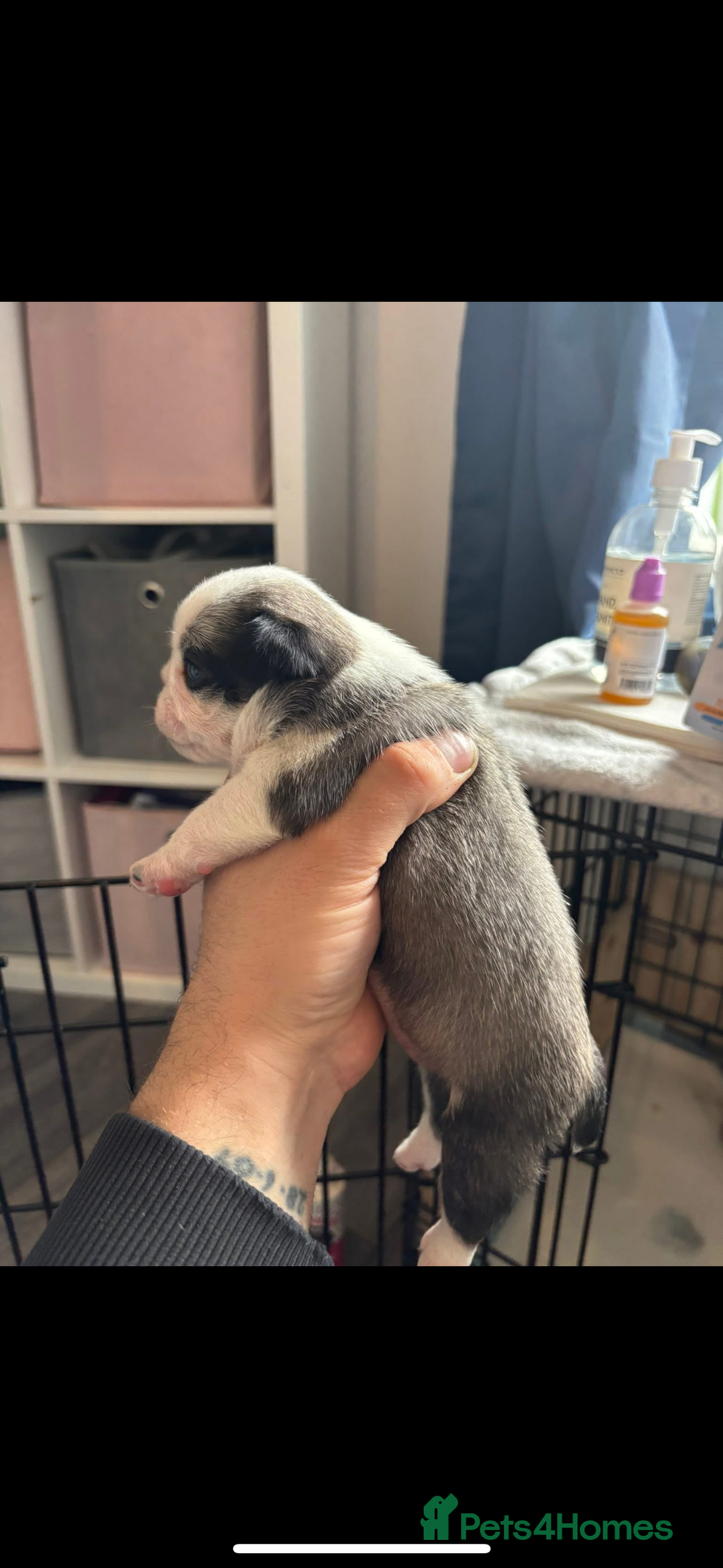 Pug dogs for stud: Proven pug *STUD* - Image 11