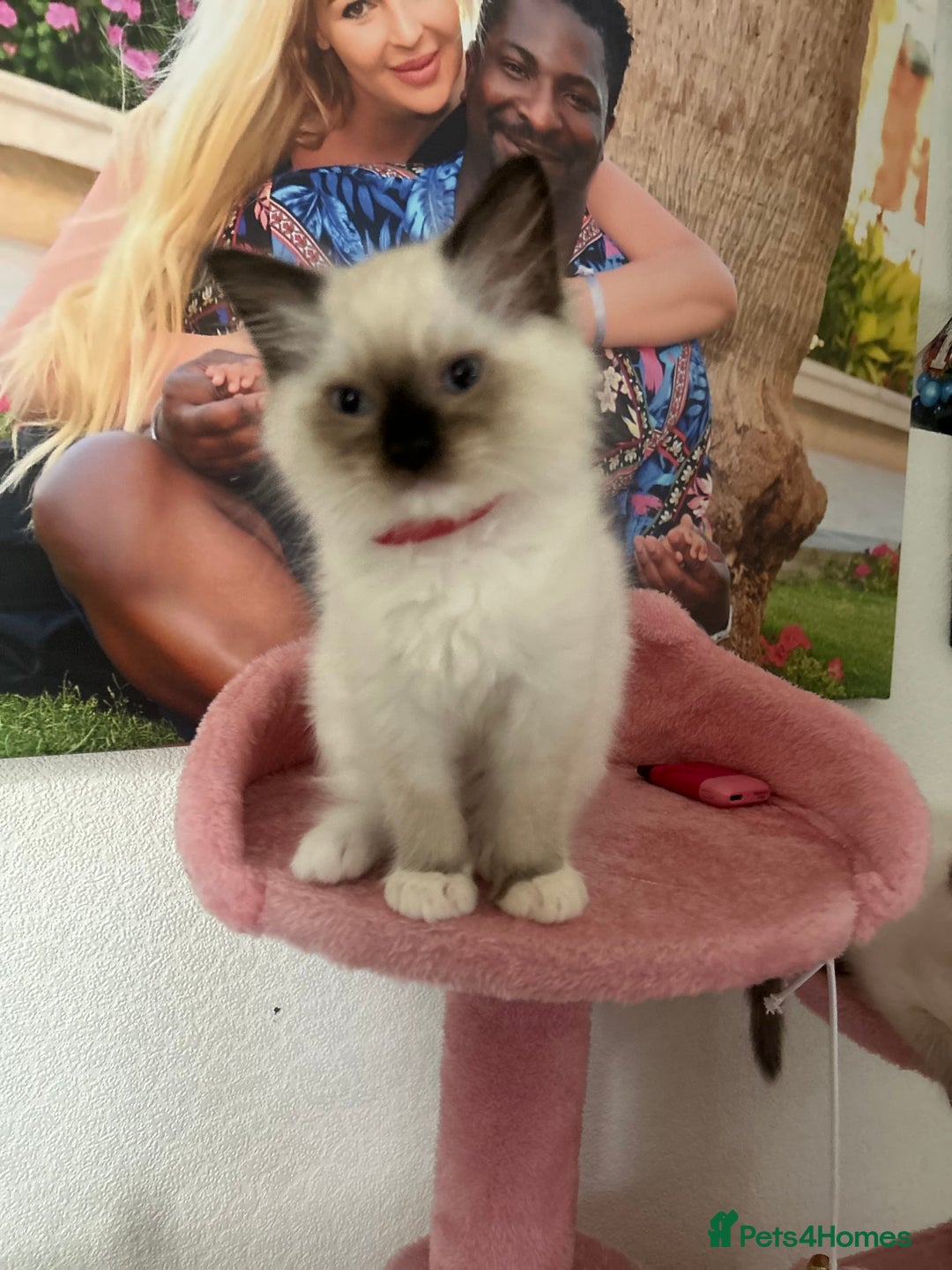 Ragdoll cats for sale: 💙1 stunning Ragdoll boy available 💙 - Image 29