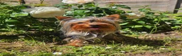 Yorkshire Terrier dogs for stud: Tiny Miniature Experienced Yorkshire Terrier Stud  - Advert 1