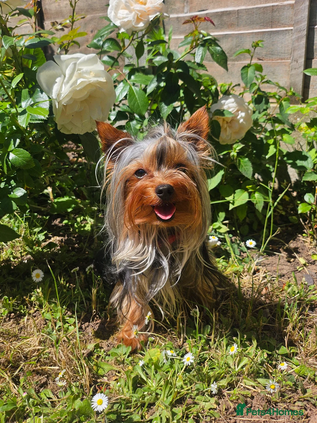 Yorkshire Terrier dogs for stud: Tiny Miniature Experienced Yorkshire Terrier Stud  - Advert 1