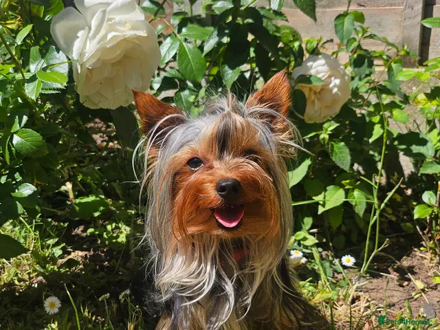 Yorkshire Terrier dogs for stud: Tiny Miniature Experienced Yorkshire Terrier Stud - Advert 1