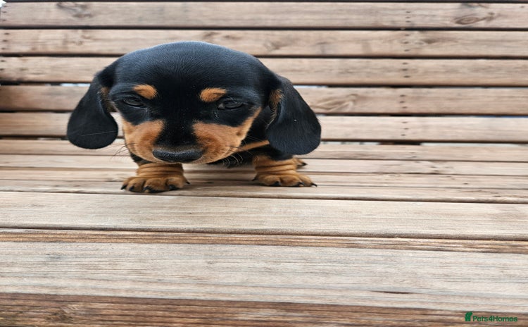 Miniature Dachshund dogs - Advert 14