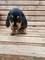 Miniature Dachshund dogs - Advert 14