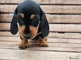 Miniature Dachshund dogs - Advert 4