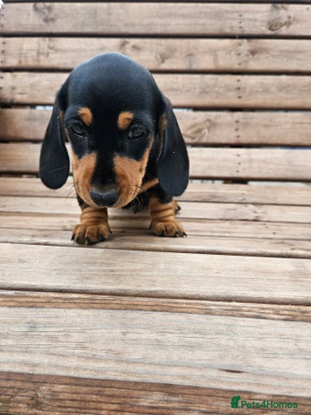 Miniature Dachshund dogs - Advert 14