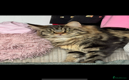 Maine Coon cats for sale: American Maine Coon Girl for sale! - Image 7