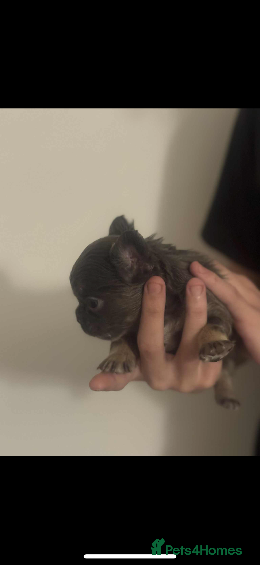 French Bulldog dogs for sale: Fluffy French bulldog puppies - Image 12