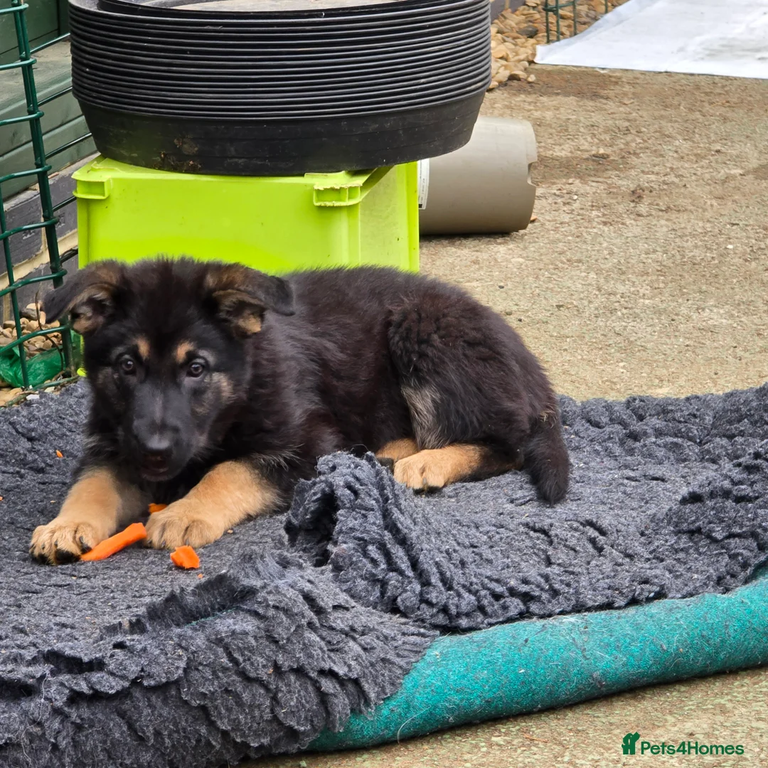 German Shepherd dogs for sale: 2 Beautiful GS females 💚💗 ready to go! - Advert 14