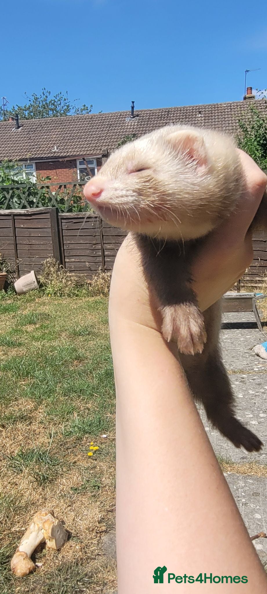 Ferret rodents 2 male ferrets for sale  - Advert 6