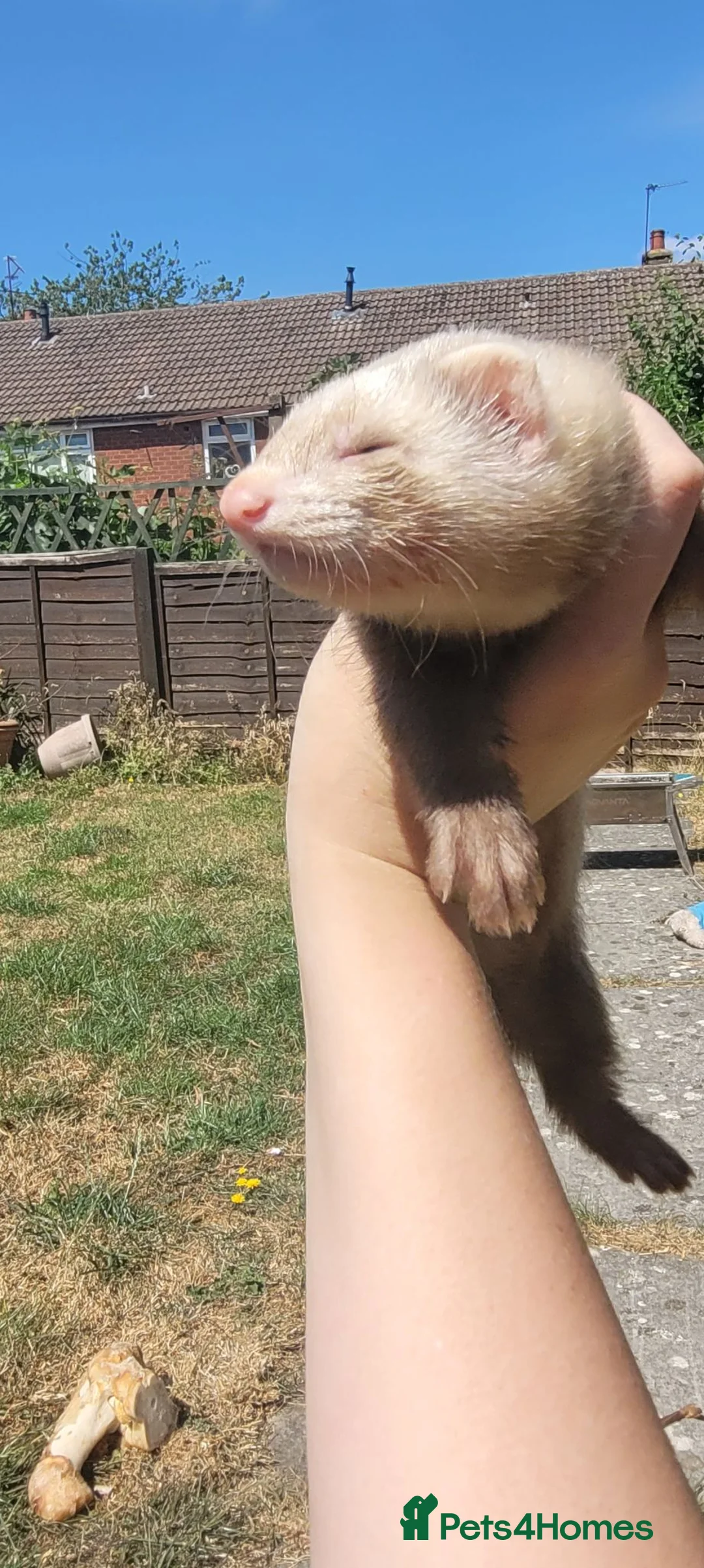 Ferret rodents for sale: 2 male ferrets for sale  in Corby - Advert 1