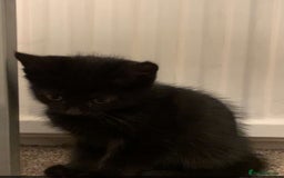 Domestic Shorthair cats for sale: Domestic shorthair - Advert 3