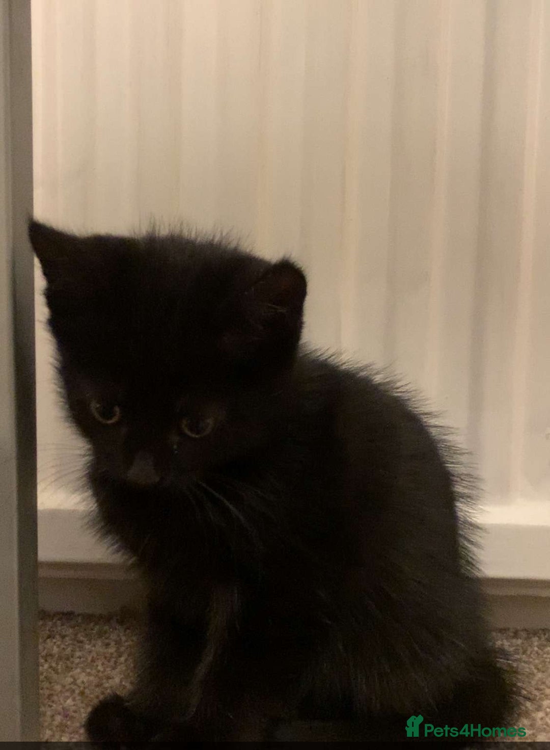 Domestic Shorthair cats for sale: Domestic shorthair - Advert 3