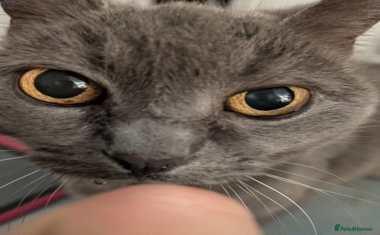 British Shorthair cats - Advert 1