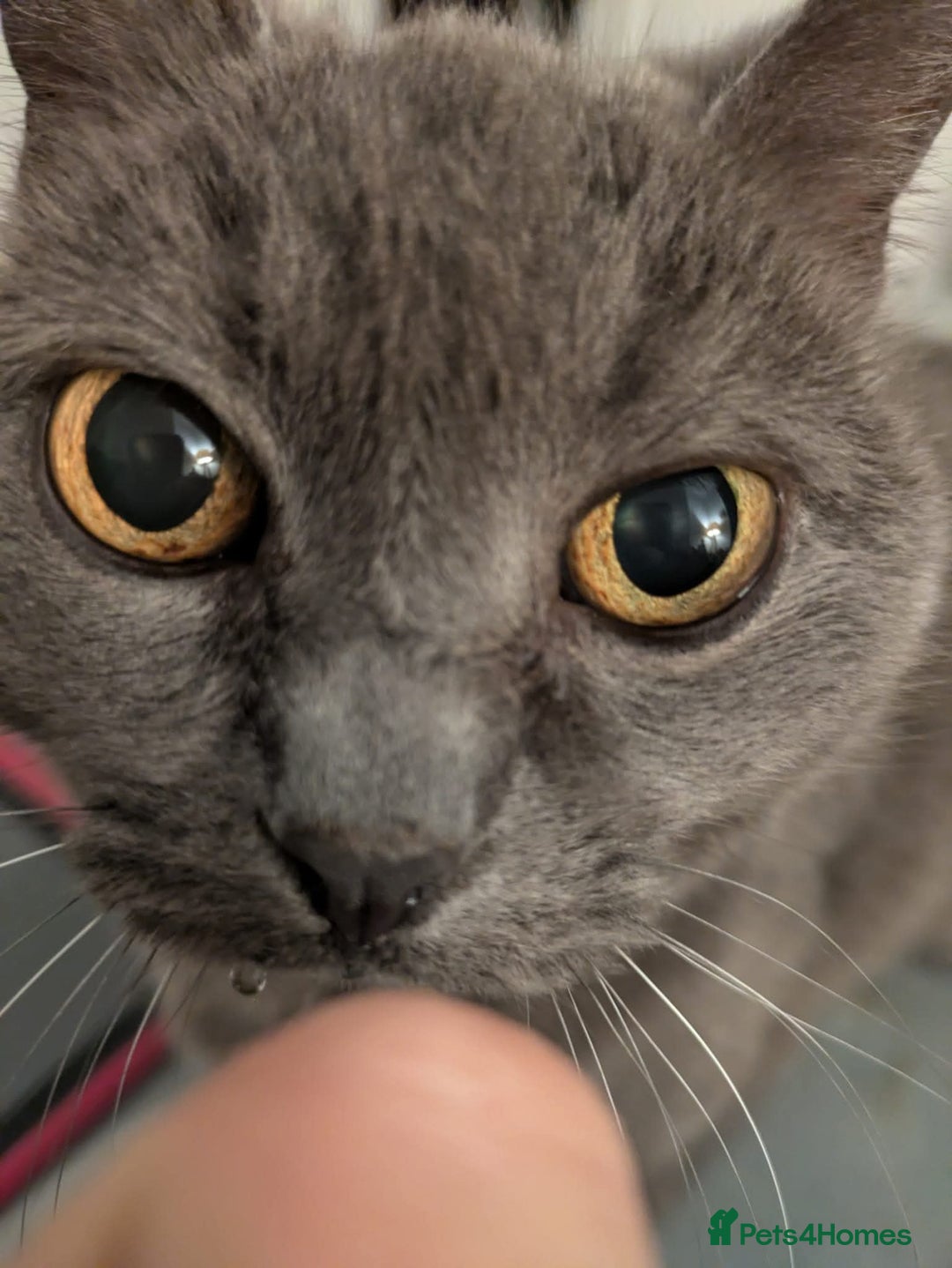 British Shorthair cats for sale: British blue/short haired female  - Image 1