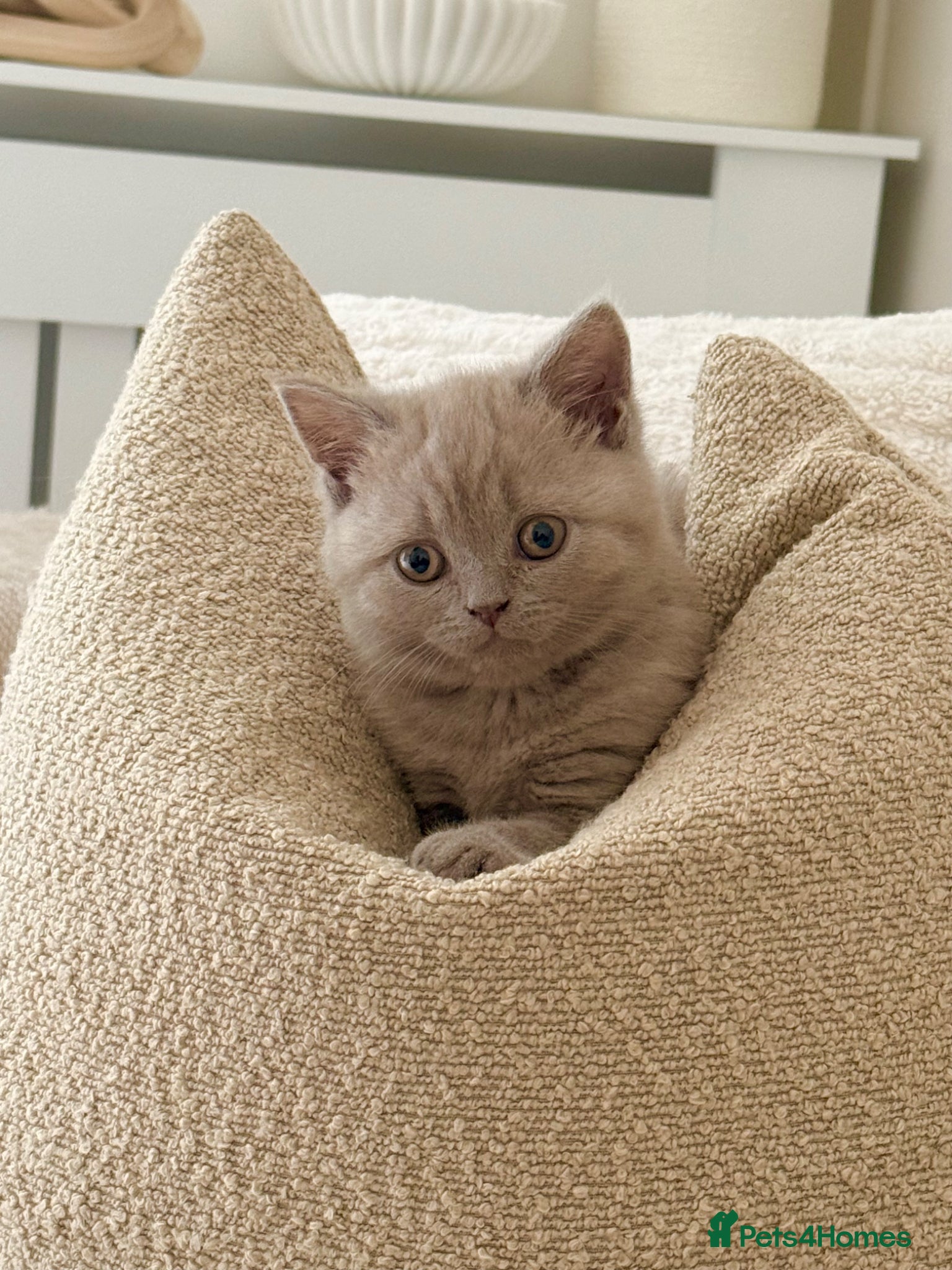 Scottish Fold cats 🐾 Adorable Scottish Straight 🐾 - Advert 10