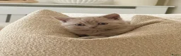 Scottish Fold cats for sale: 🐾 Adorable Scottish Straight 🐾 - Advert 1