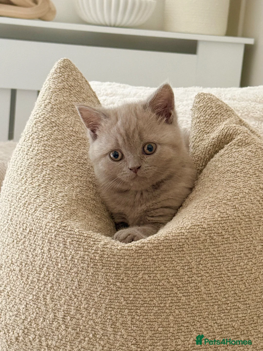 Scottish Fold cats for sale: 🐾 Adorable Scottish Straight 🐾 - Advert 1