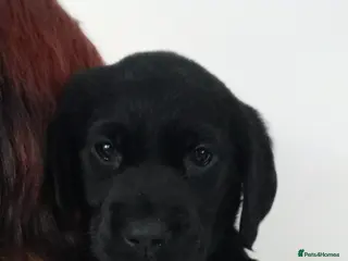 Goldador dogs ⭐ Beautiful Goldador pups from excellent breeding - Advert 17