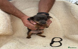 Mixed Breed dogs for sale: Dachshund x jack russle pups   - Image 9