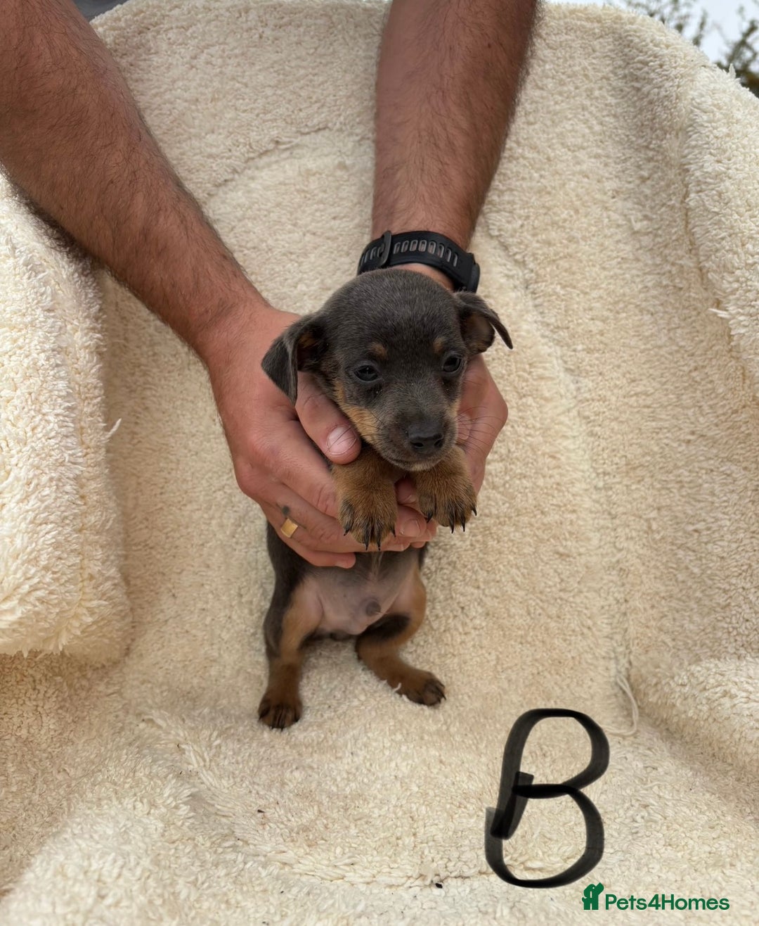 Mixed Breed dogs for sale: Dachshund x jack russle pups   - Image 9