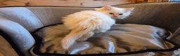 Ragdoll cats for sale: Flame boy Ragdoll kitten - Advert 14